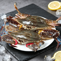 Fresh Blue Swimmer Crab